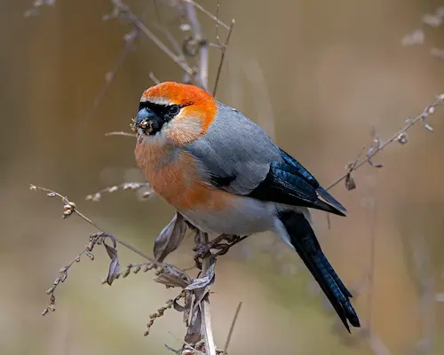 Bhutan Birding